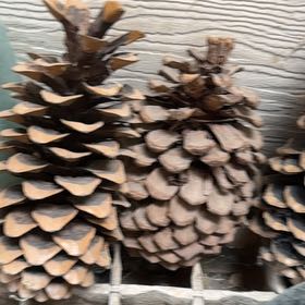 Photo of the plant species Silver Pine by @LushMarimo95 named Gregarious on Greg, the plant care app