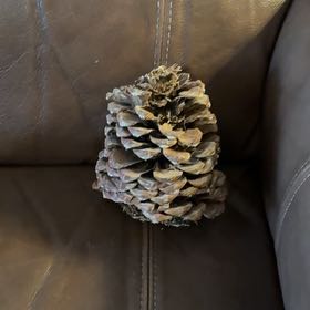 Photo of the plant species Sitka Spruce by @LushMarimo95 named Nithin on Greg, the plant care app