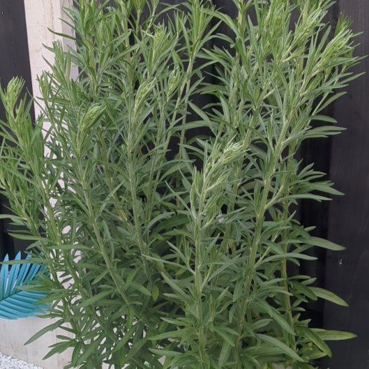 Photo of the plant species Daisy by @HotPurei89 named Vagabundas on Greg, the plant care app