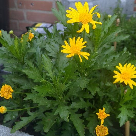 Photo of the plant species African Bush Daisy by @HotPurei89 named Margarita on Greg, the plant care app
