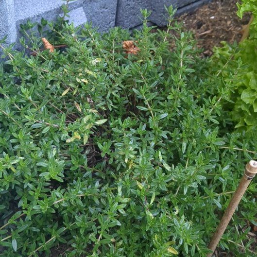 Photo of the plant species Common Thyme by @HotPurei89 named Tomillo on Greg, the plant care app