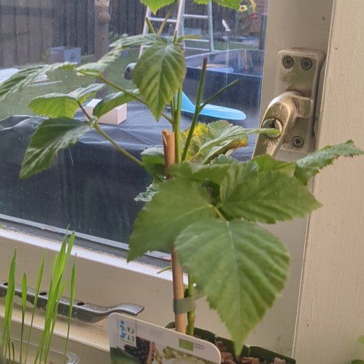 Photo of the plant species European Red Raspberry by @HotPurei89 named Mora on Greg, the plant care app