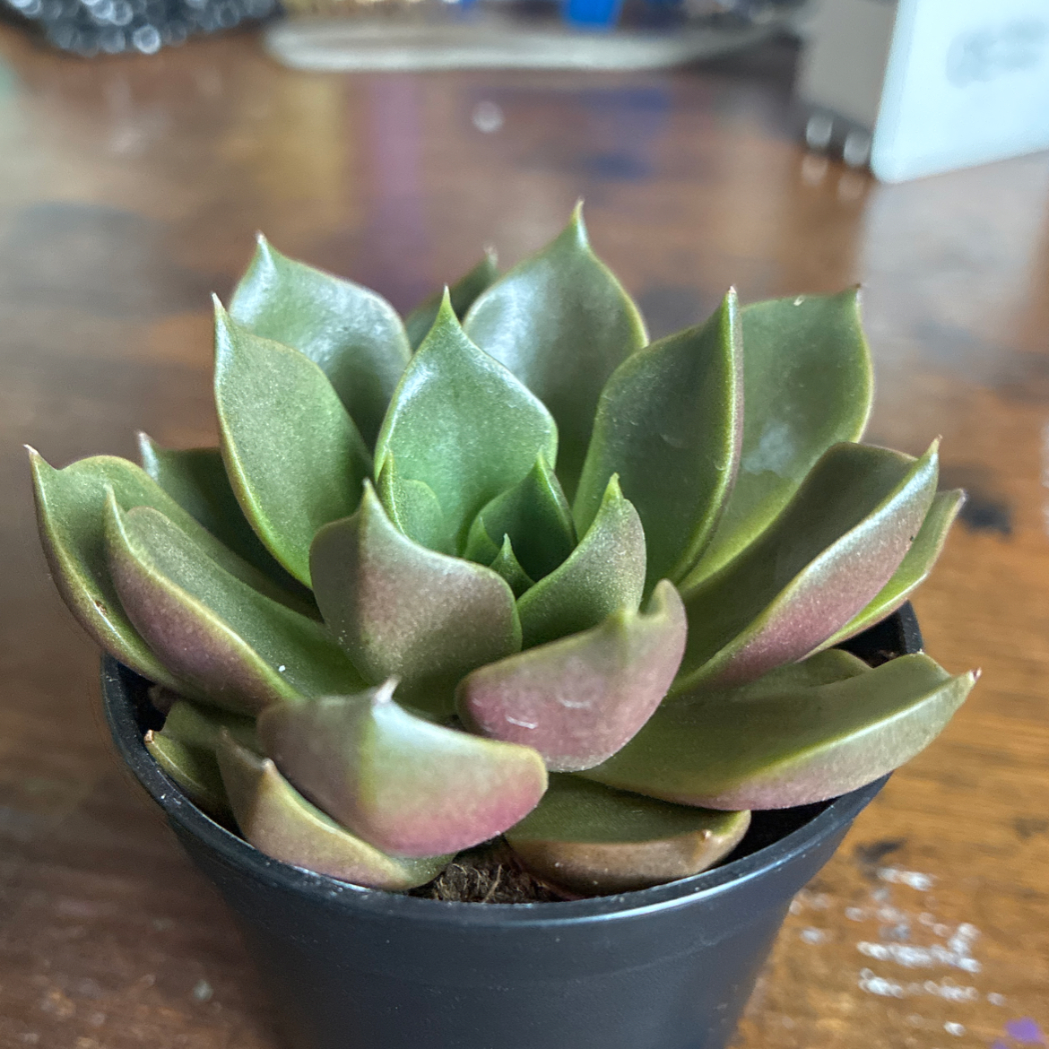 Photo of the plant species Echeveria Blue Atoll by @Lalo1836 named Asshole on Greg, the plant care app