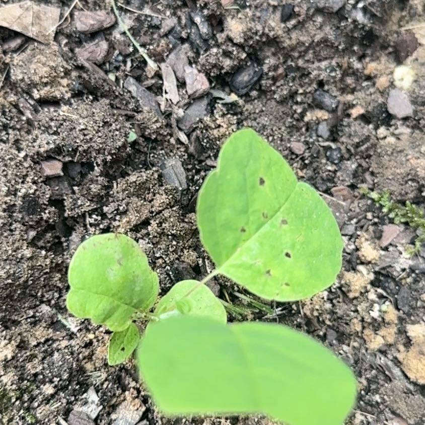 Photo of the plant species Tulip Poplar by @ProfessorDill24 named Gomez on Greg, the plant care app