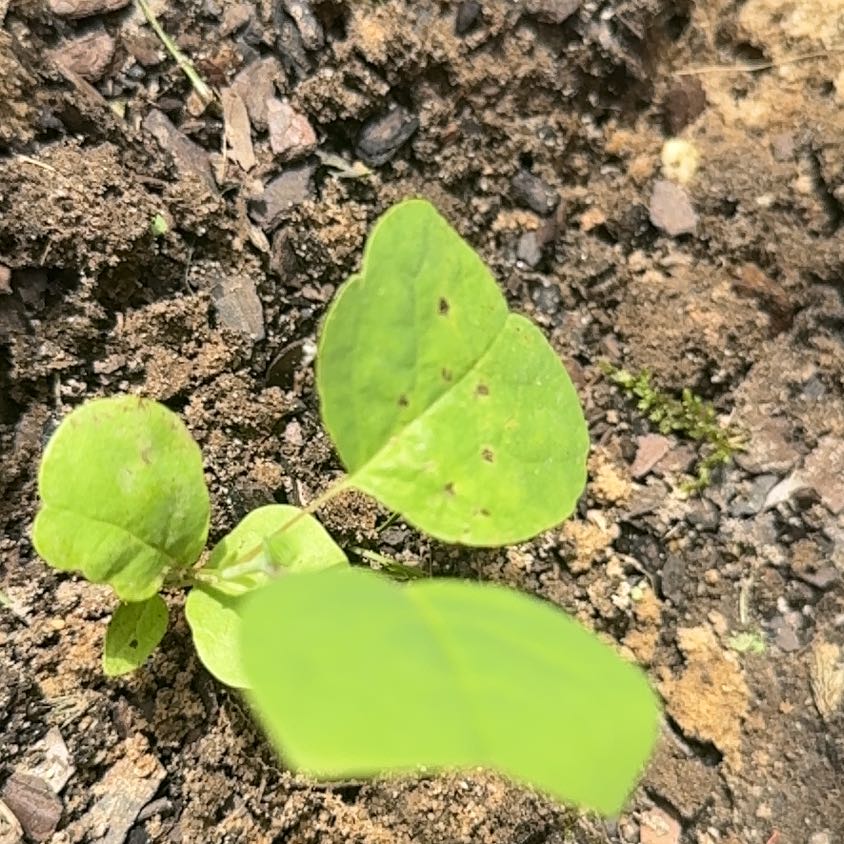 Photo of the plant species Tulip Poplar by @ProfessorDill24 named Wall-E on Greg, the plant care app