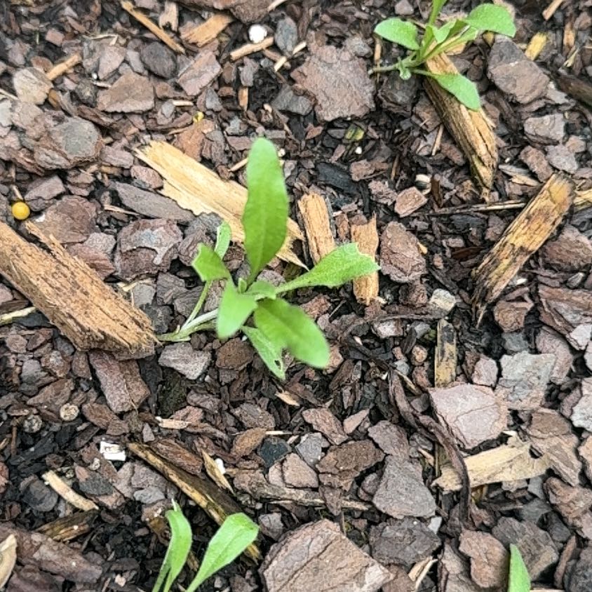Photo of the plant species Epazote by @ProfessorDill24 named Sproutacus on Greg, the plant care app