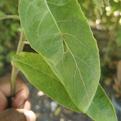 Photo of the plant species European Spindle by @TrueRedlion56 named Athena on Greg, the plant care app