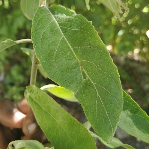 Photo of the plant species European Spindle by @TrueRedlion56 named Kylie on Greg, the plant care app