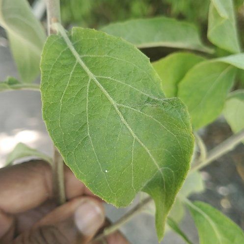 Photo of the plant species Amur Honeysuckle by @TrueRedlion56 named Gaga on Greg, the plant care app
