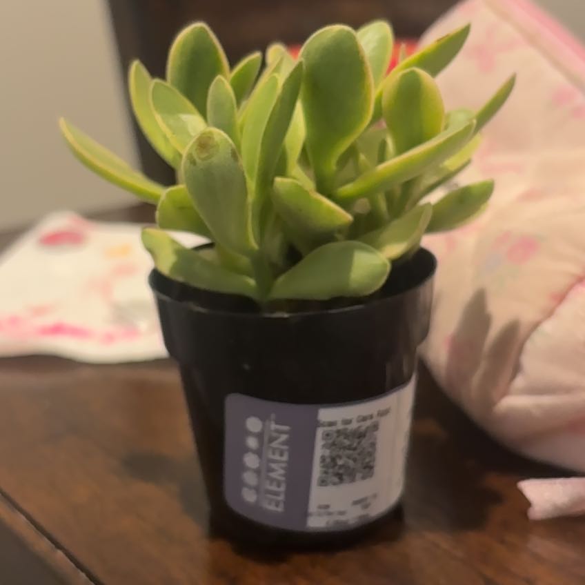 Photo of the plant species Crassula platyphylla 'Halo' by @ClementMint91 named Luna on Greg, the plant care app
