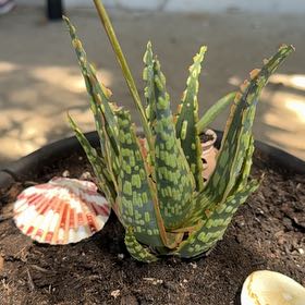 Photo of the plant species Aloe 'Krakatoa' by @JoyousGraypine2 named Daphne on Greg, the plant care app