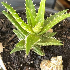 Photo of the plant species Aloe 'Minnie Belle' by @JoyousGraypine2 named Austen on Greg, the plant care app