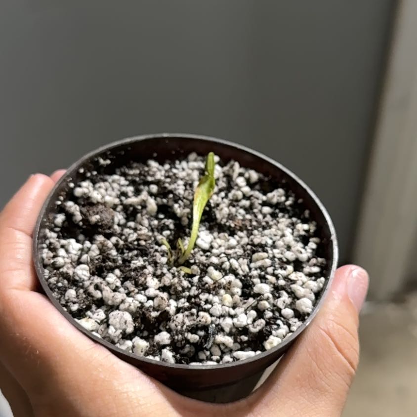Photo of the plant species Venus Fly Trap (Gremlin) by @JoyousGraypine2 named Marley on Greg, the plant care app