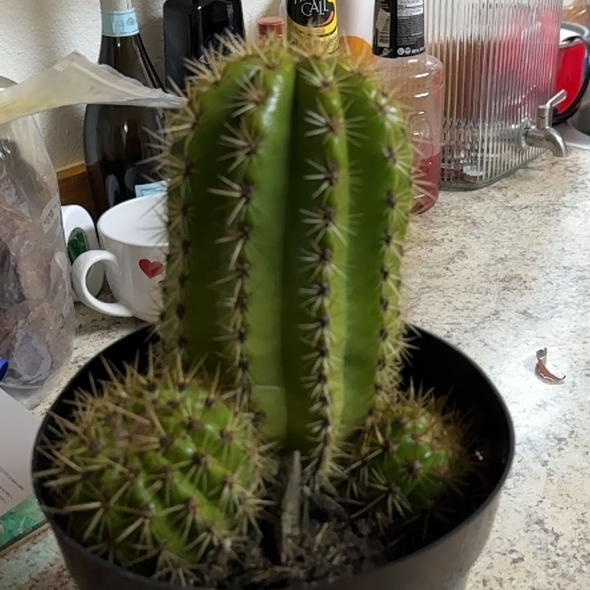 Photo of the plant species Trichocereus 'Sun Goddess' by @HolyDecodon36 named Dick on Greg, the plant care app