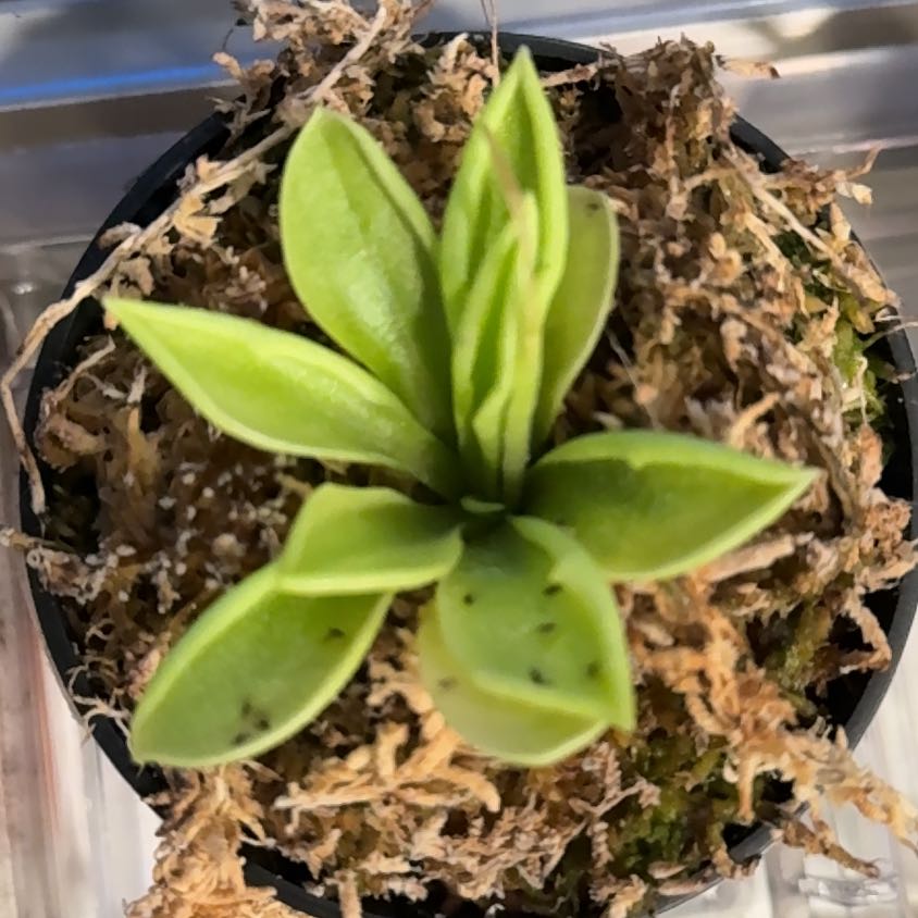Photo of the plant species Common Butterwort by @AbleDracaena59 named Homer on Greg, the plant care app