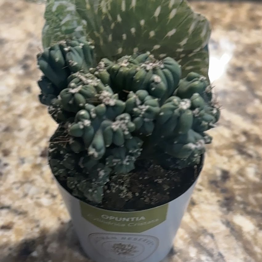Photo of the plant species Opuntia cylindrica f. cristata by @StellarMizuna32 named Fernie Mac on Greg, the plant care app