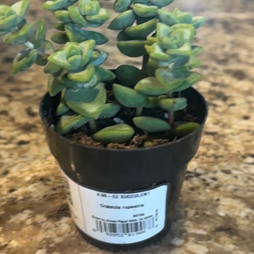 Photo of the plant species Crassula Rupestris by @StellarMizuna32 named Sahara on Greg, the plant care app