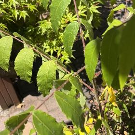 Photo of the plant species Smooth Sumac by @BuffFrogbit52 named Cleopatra on Greg, the plant care app