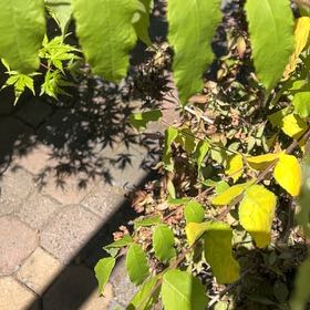 Photo of the plant species Purple Beautyberry by @BuffFrogbit52 named Naomi on Greg, the plant care app