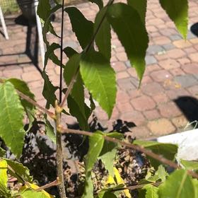 Photo of the plant species Tropical Ash by @BuffFrogbit52 named Remington on Greg, the plant care app
