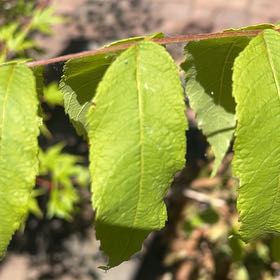 Photo of the plant species American Plum by @BuffFrogbit52 named Bieber on Greg, the plant care app