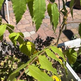 Photo of the plant species European Hackberry by @BuffFrogbit52 named Mochi on Greg, the plant care app
