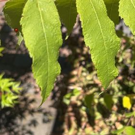 Photo of the plant species Goat Willow by @BuffFrogbit52 named Sahara on Greg, the plant care app