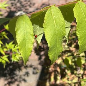 Photo of the plant species Japanese Meadowsweet by @BuffFrogbit52 named Kardashian on Greg, the plant care app