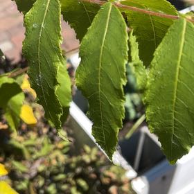 Photo of the plant species Pecan by @BuffFrogbit52 named Emerson on Greg, the plant care app