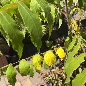 Photo of the plant species Black Walnut by @BuffFrogbit52 named Clooney on Greg, the plant care app