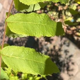 Photo of the plant species Pussy Willow by @BuffFrogbit52 named Luna on Greg, the plant care app