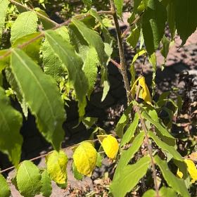 Photo of the plant species Black Walnut by @BuffFrogbit52 named Khaleesi on Greg, the plant care app