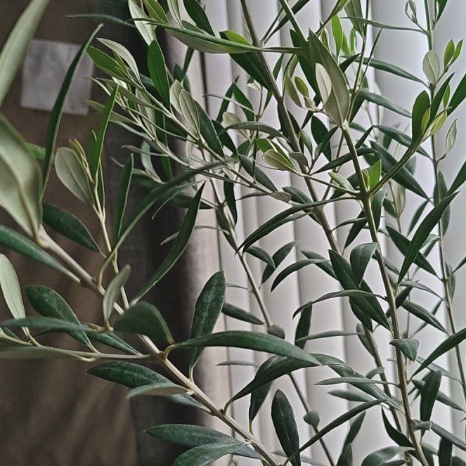 Photo of the plant species Olive Tree by @QuesterCucumber named Scarlett on Greg, the plant care app