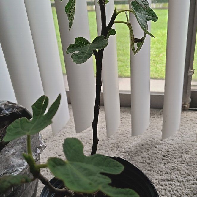 Photo of the plant species Chicago Hardy Fig by @QuesterCucumber named Dolores on Greg, the plant care app