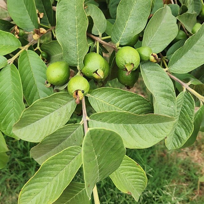 Photo of the plant species Guava Tree by @HonoredWeed44 named Miley on Greg, the plant care app