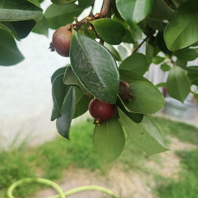 Photo of the plant species Strawberry Guava by @HonoredWeed44 named Bigleef Smalls on Greg, the plant care app