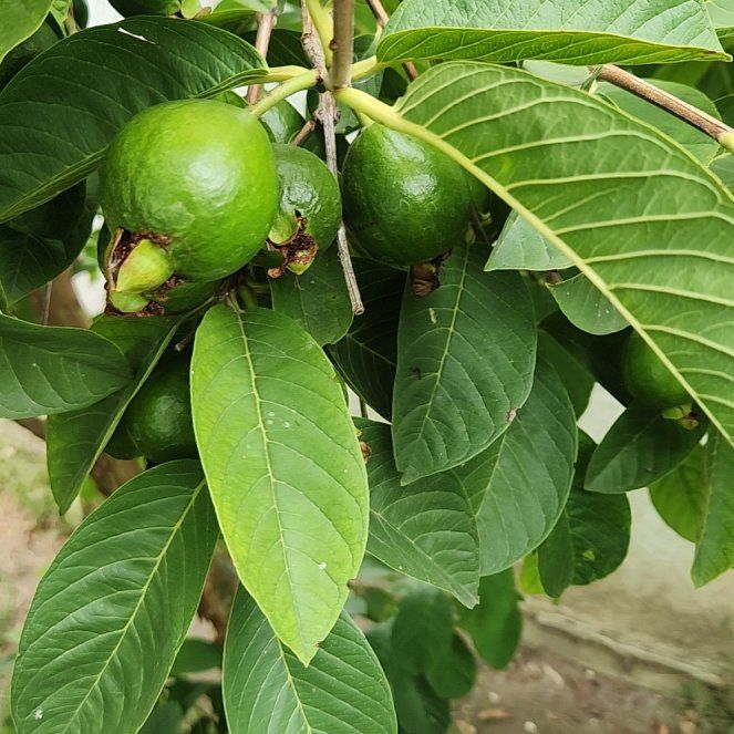 Photo of the plant species Guava Tree by @HonoredWeed44 named Achilles on Greg, the plant care app