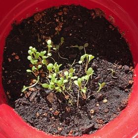Photo of the plant species Shasta Daisy by @MarvelFicus38 named Strawberry on Greg, the plant care app