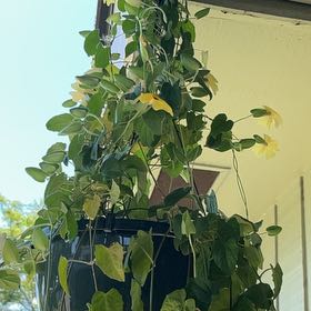 Photo of the plant species Blackeyed Susan Vine by @MarvelFicus38 named Hamilton on Greg, the plant care app