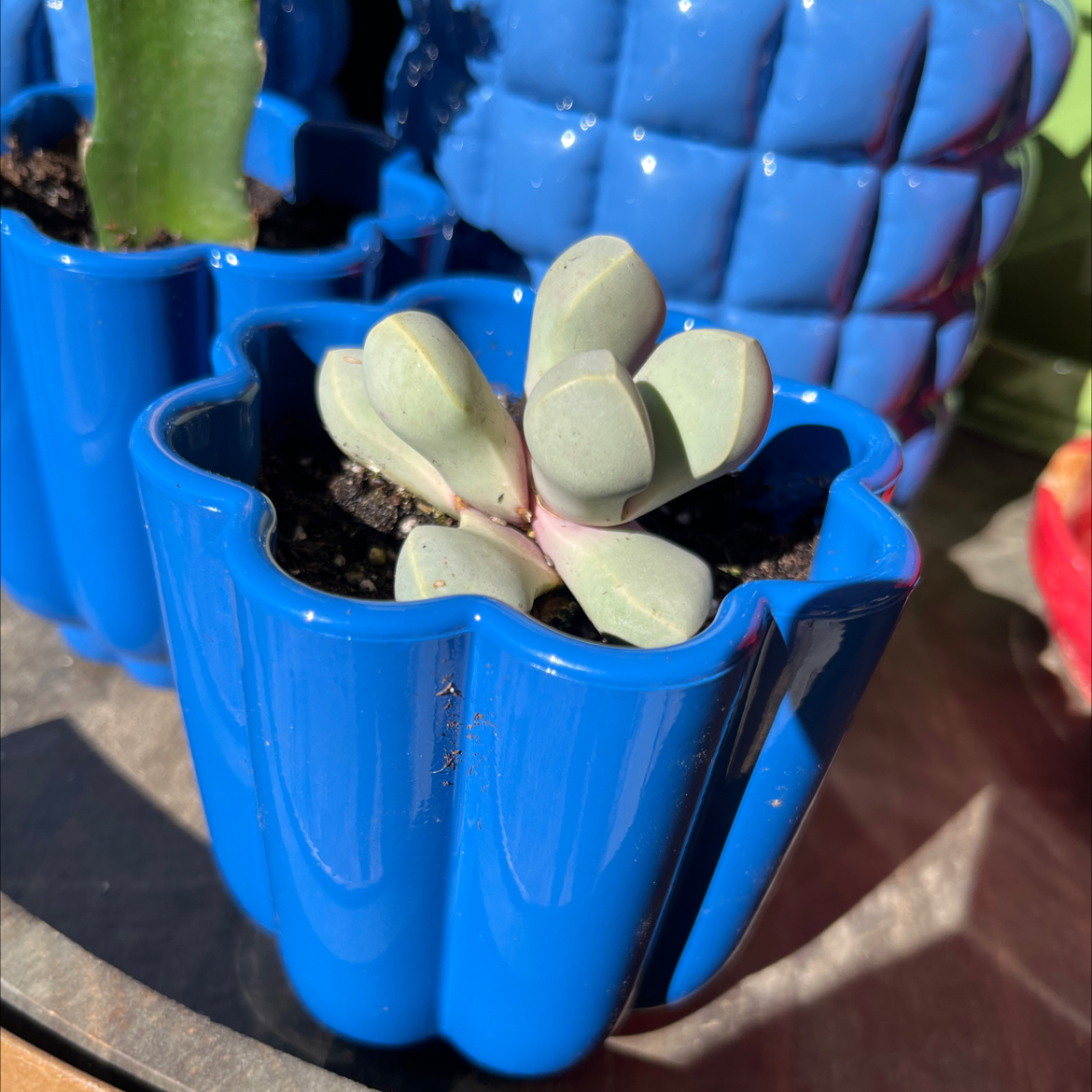 Photo of the plant species Karoo Rose by @MarvelFicus38 named Bump it on Greg, the plant care app