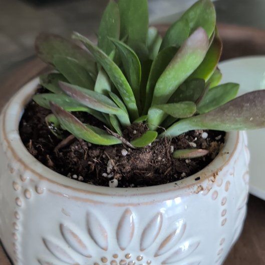 Photo of the plant species Kalanchoe 'Little Dragon' by @BrainySedum33 named Drake on Greg, the plant care app