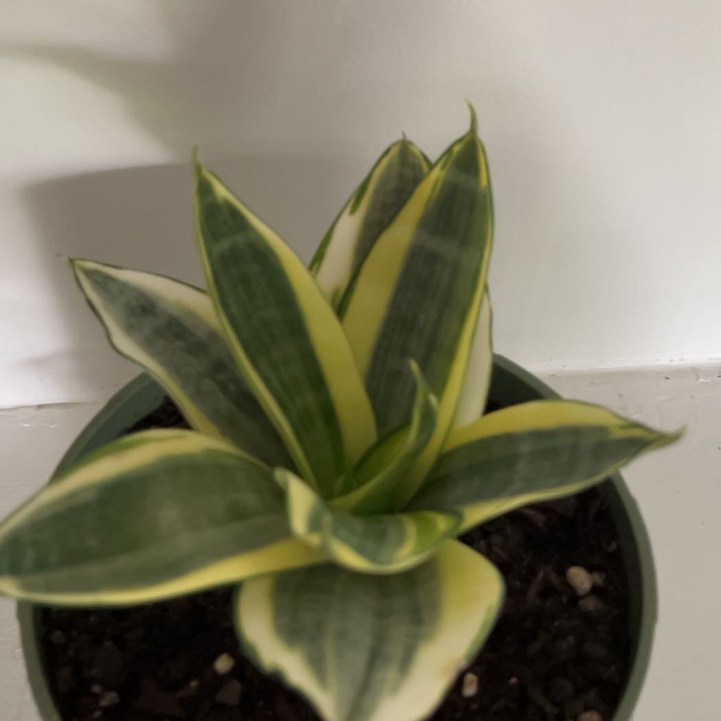 Photo of the plant species Golden Flame Snake Plant by @TopKaramu33 named Demi on Greg, the plant care app