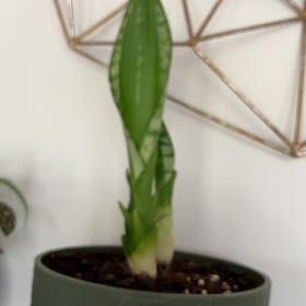 Photo of the plant species Whitney Sansevieria by @TopKaramu33 named Delilah on Greg, the plant care app