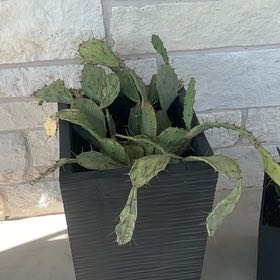 Photo of the plant species Erect Prickly Pear by @VipCapemay43 named Cleopatra on Greg, the plant care app