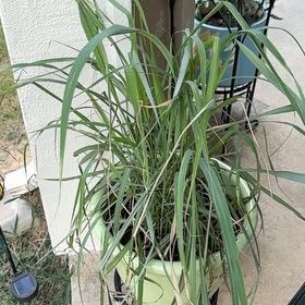 Photo of the plant species Lemon Grass by @GroundedGerbera named Harper on Greg, the plant care app