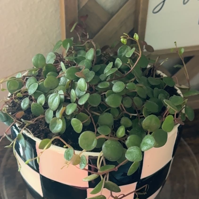 Photo of the plant species Peperomia 'Pepperspot' by @JuicySiricote5 named Inez on Greg, the plant care app