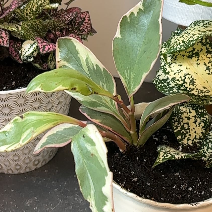 Photo of the plant species Peperomia 'Ginny' by @MaturingMostii named Leaf Erickson on Greg, the plant care app