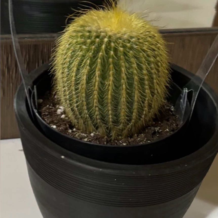 Photo of the plant species Notocactus leninghausii by @NewBegonia5 named <?> on Greg, the plant care app