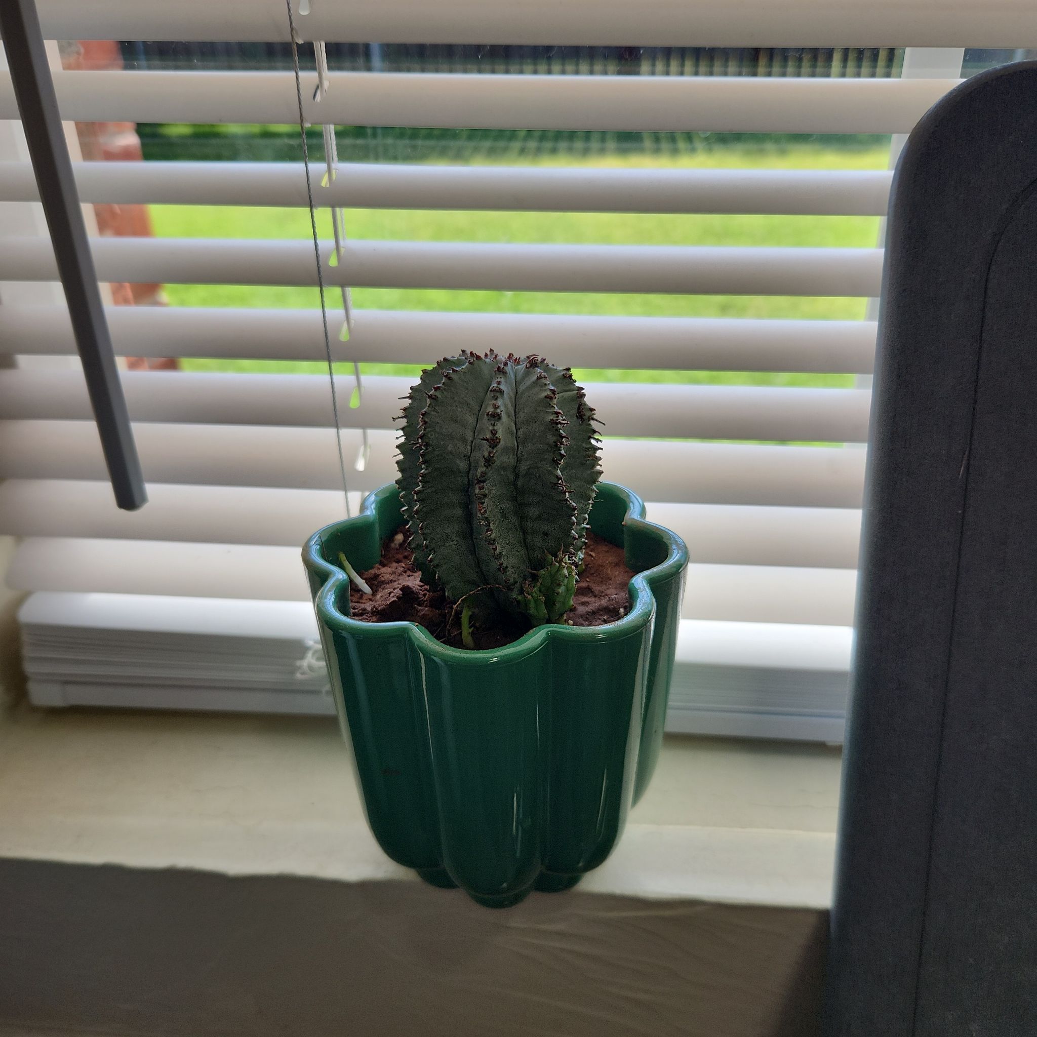 Photo of the plant species Euphorbia horrida by @GoodRedlion57 named Harry on Greg, the plant care app
