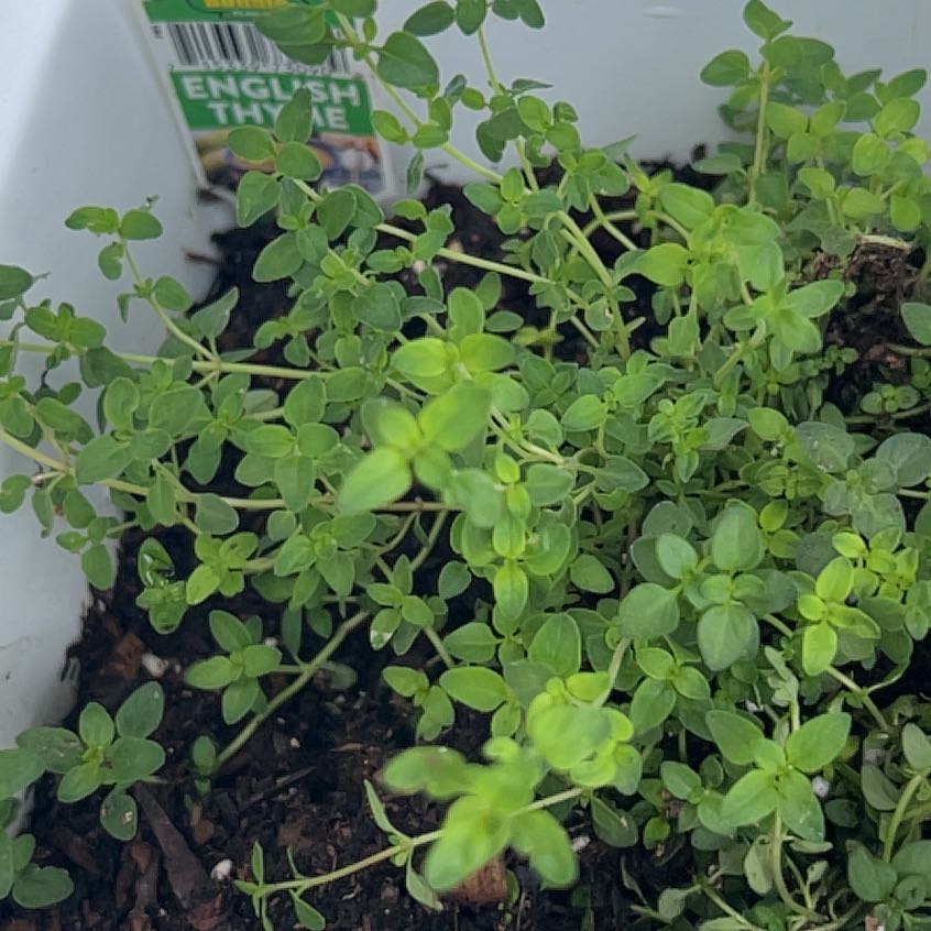 Photo of the plant species English Thyme by @SirGasplant81 named Aristotle on Greg, the plant care app